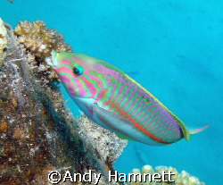 Colourful! 
Sony DSC W90 in Sony WB housing. by Andy Hamnett 